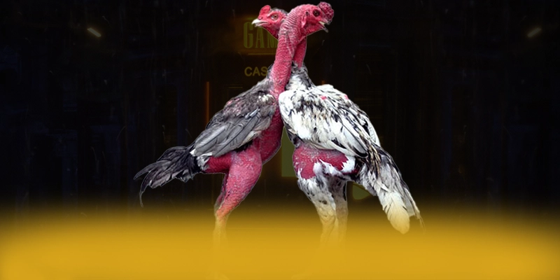 DAGA88 - Sân chơi đáng trải nghiệm được cộng đồng đánh giá cao DAGA88 - Sân chơi đáng trải nghiệm được cộng đồng đánh giá cao