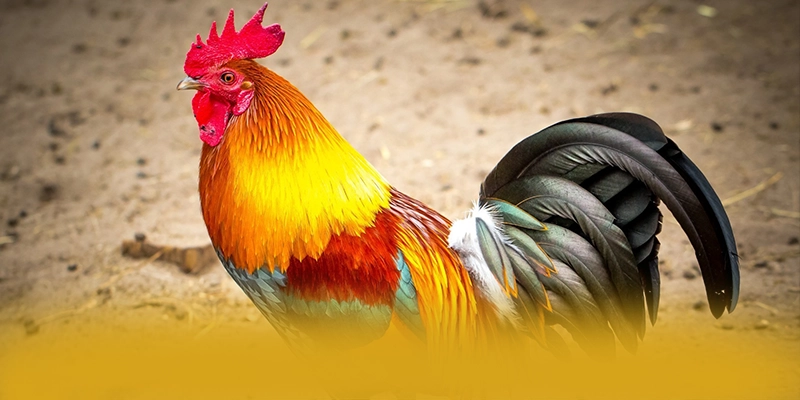 N88 - Cổng game cam kết bảo vệ người chơi tuyệt đối 2025 – Khám phá N88 N88 - Cổng game cam kết bảo vệ người chơi tuyệt đối 2025 – Khám phá N88