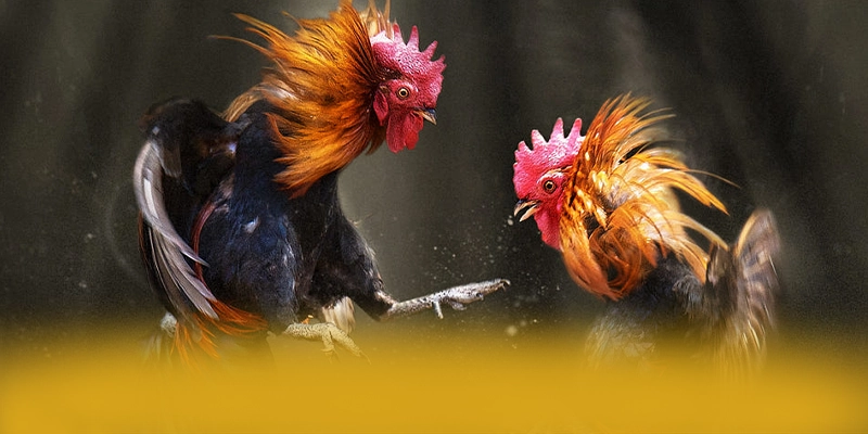 GO8 - Trang game được game thủ yêu thích trên thị trường – Khám phá danh mục giải trí của GO8 GO8 - Trang game được game thủ yêu thích trên thị trường – Khám phá danh mục giải trí của GO8