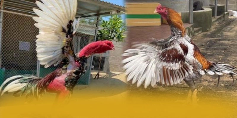 W88 - Thương hiệu game trực tuyến với nhiều tựa game đổi thưởng hấp dẫn trên thị trường – Tổng hợp game hot tại W88