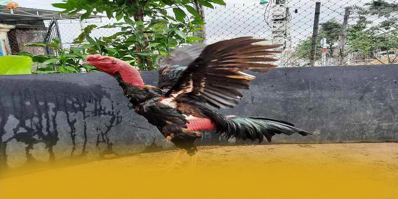 W88 - Tổng quan đánh giá với đầy đủ ưu điểm nổi bật.