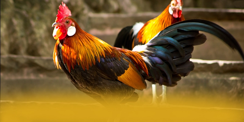 AU88 - Nền tảng cá cược được yêu thích 2025 – Trải nghiệm AU88 AU88 - Nền tảng cá cược được yêu thích 2025 – Trải nghiệm AU88