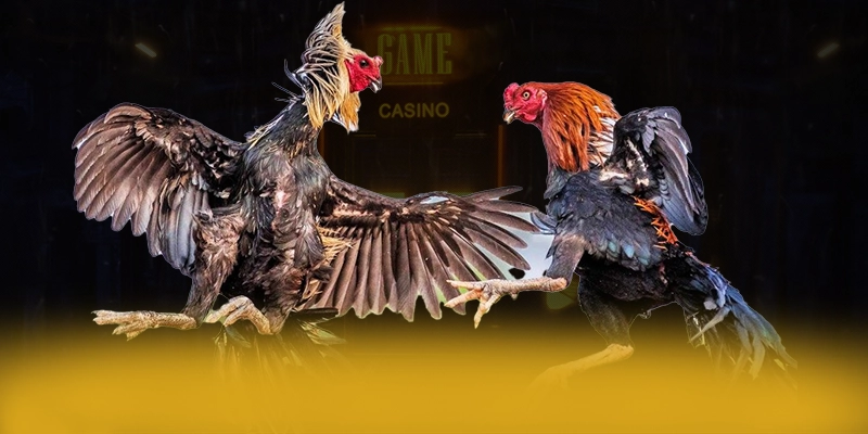 SIN88 - Nhà cái cung cấp dịch vụ cá cược đa dạng hiện nay