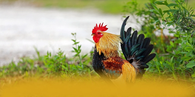 ZBET - Đánh giá cuối cùng — Nhà cái đáng tin cậy không thể bỏ qua